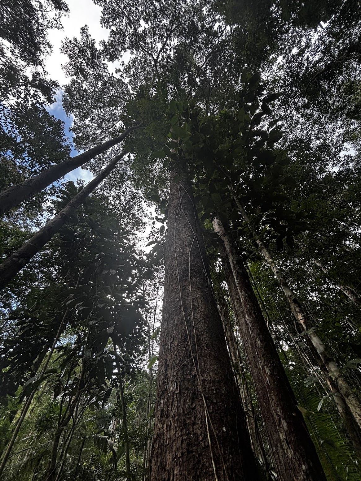 Looking up through the Amazon rainforest canopy on the CO2BRA property