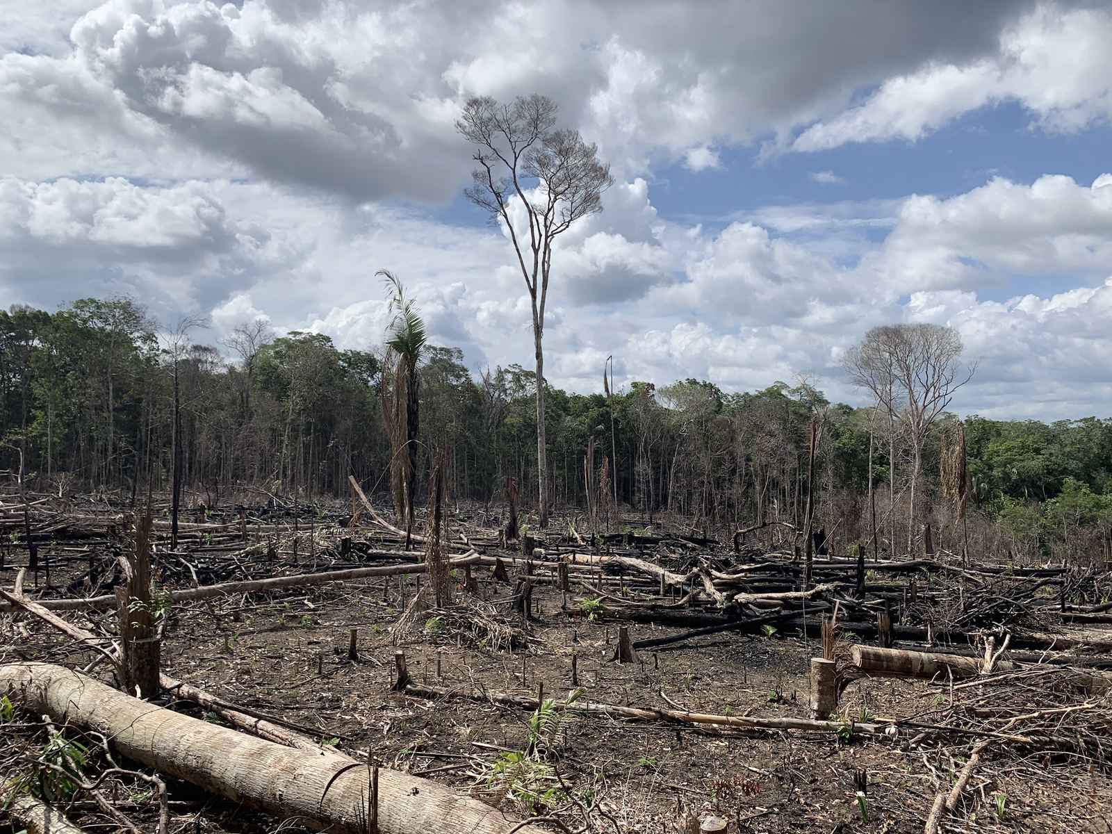 Cleared and burned forest land near Rio Preto da Eva, Amazonas