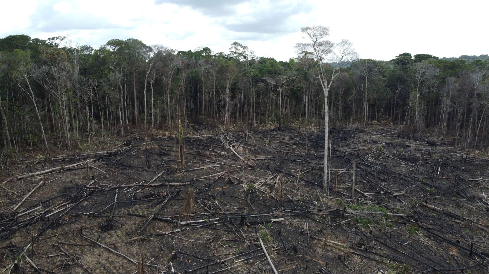 Aerial view of recently cleared Amazon forest edge