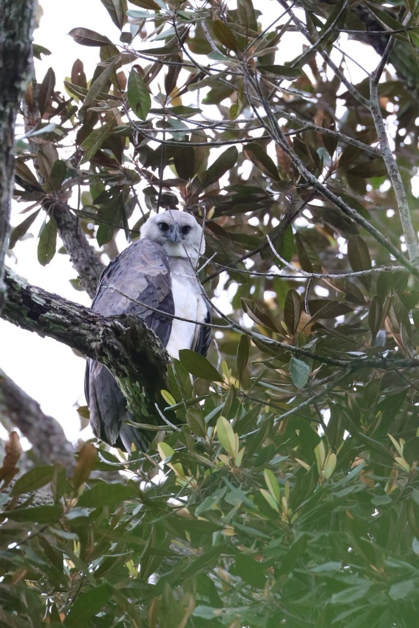 A harpy eagle observed on the CO2BRA property — a strong indicator of forest health