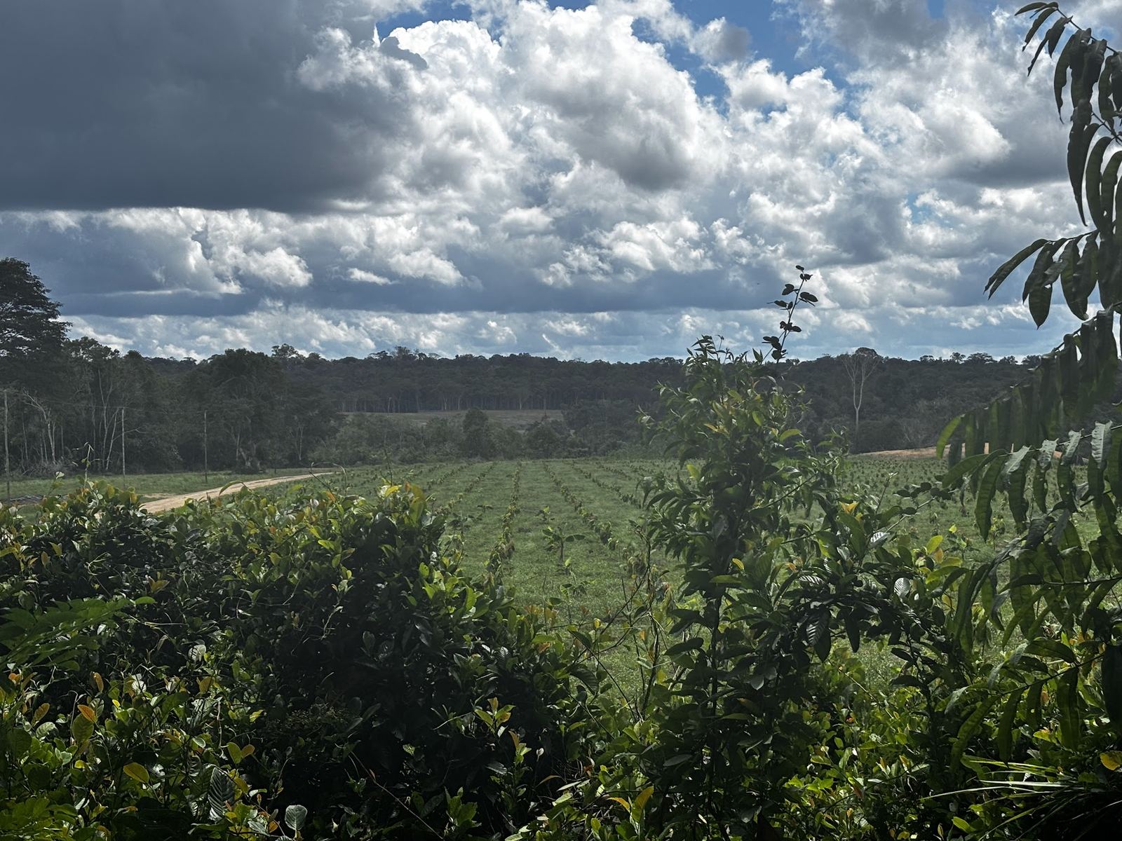 View across the CO2BRA agroforestry field toward standing rainforest