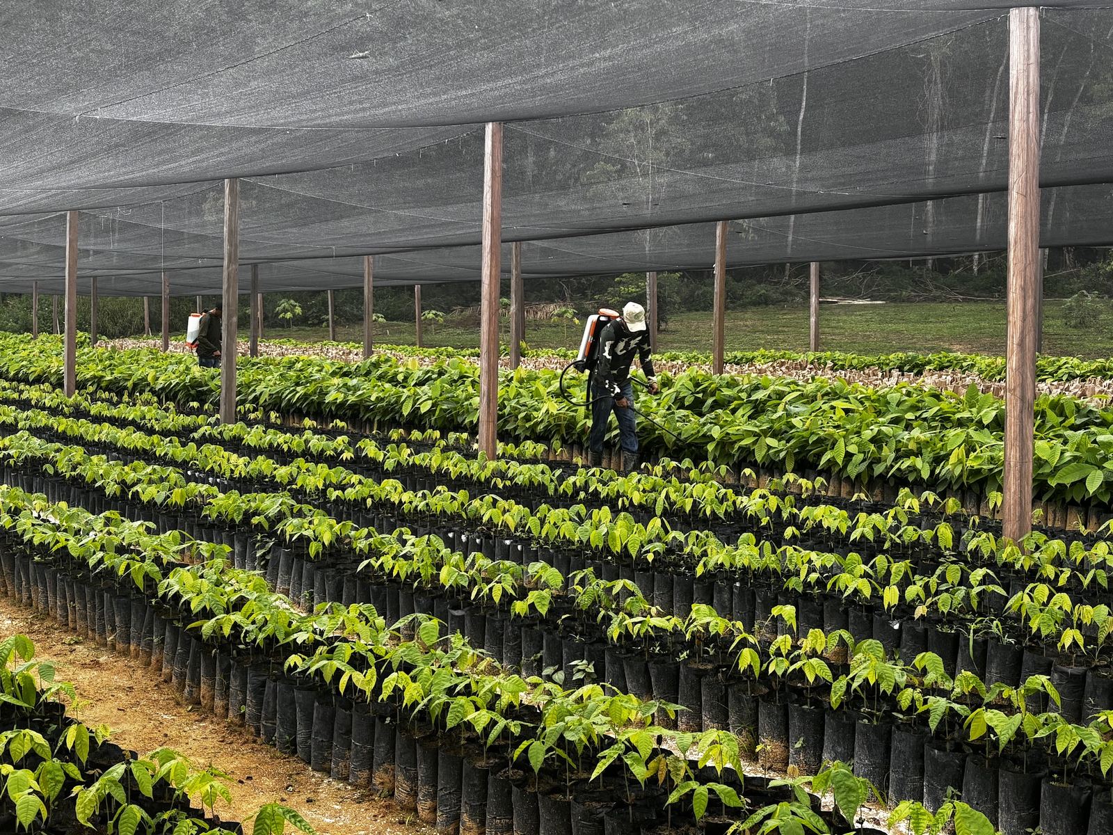 Worker tending native seedlings under shade netting in the CO2BRA nursery