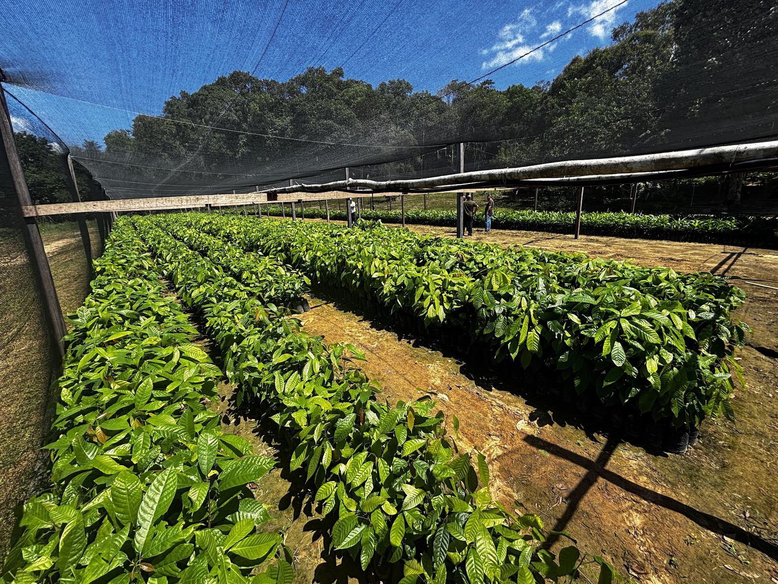 Rows of cacao seedlings in the nursery