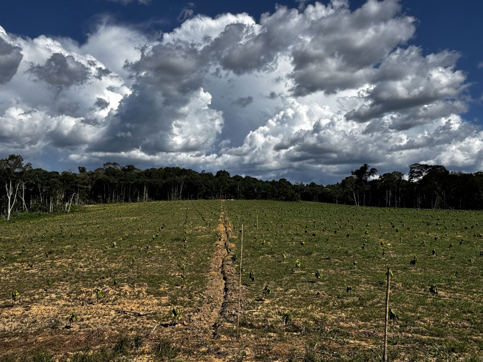 Newly planted agroforestry rows at the edge of standing forest