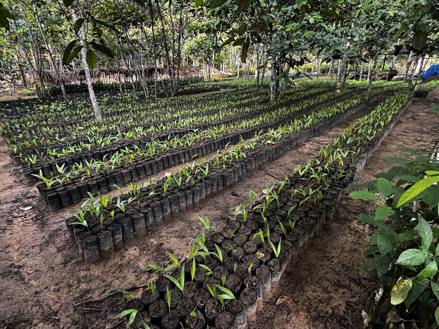 Young native seedlings ready for planting