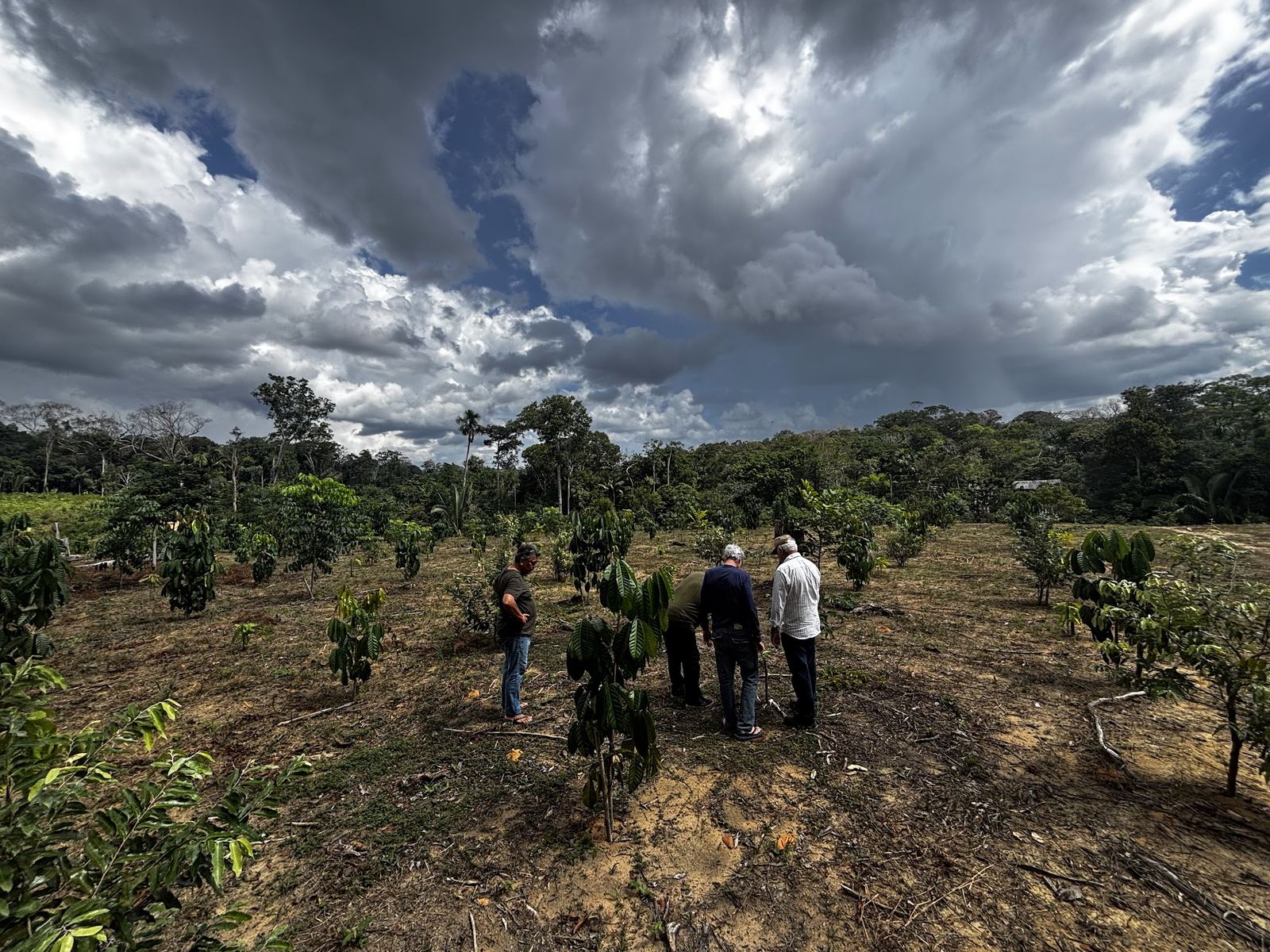 Team members reviewing young cacao trees in the field
