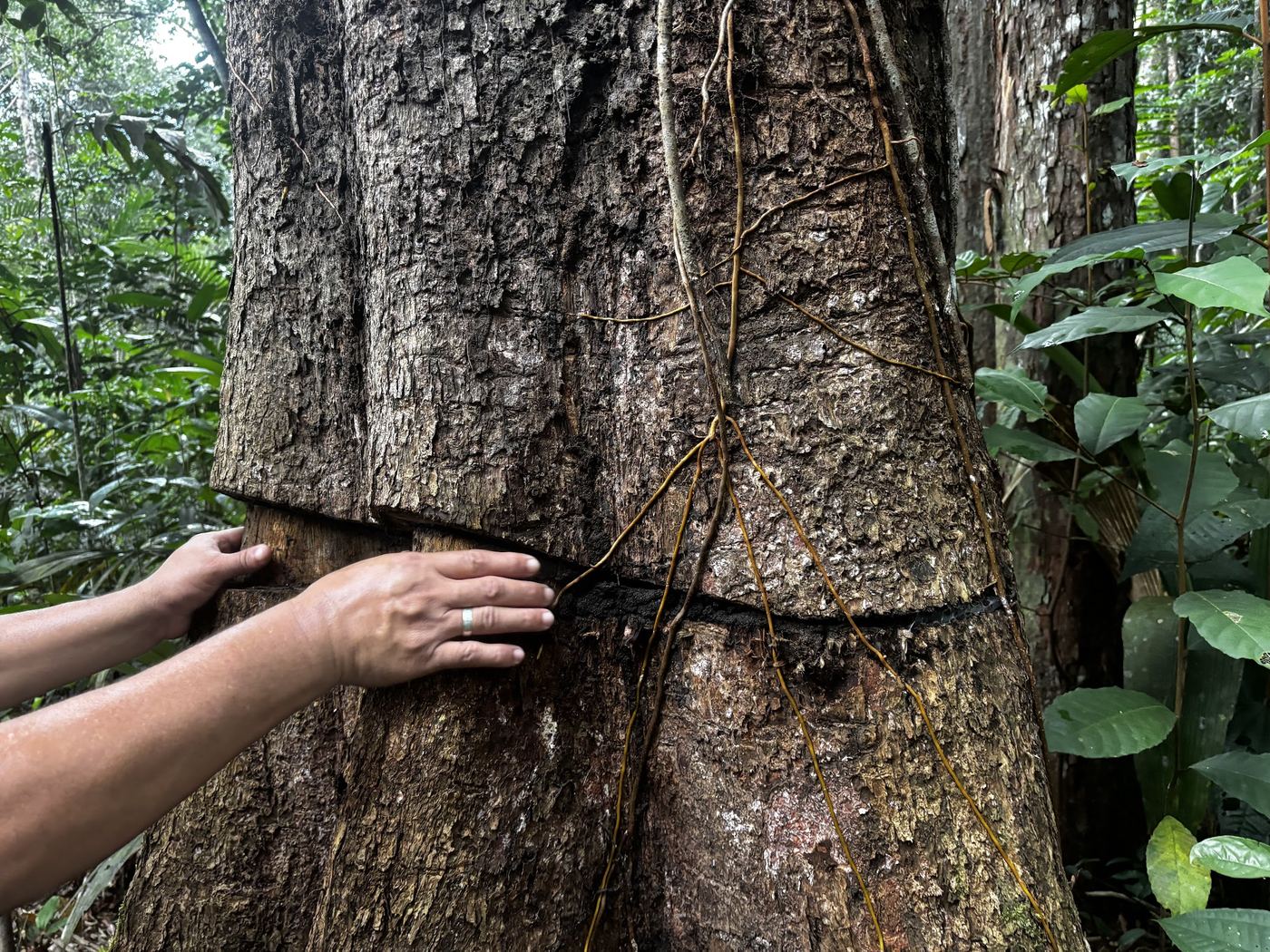 A hand resting against the trunk of a large native Amazon tree